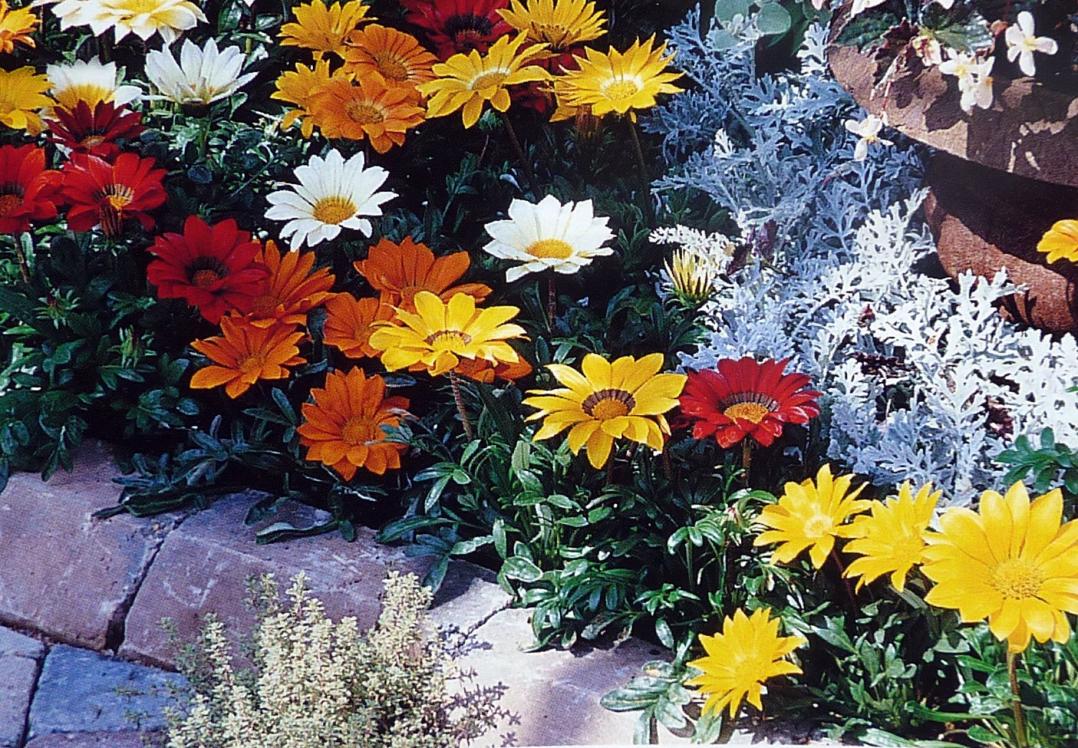 Gazania Gazoo Mischung