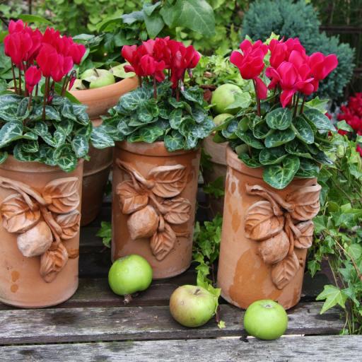 Cyc Heideveilchen Deko 1