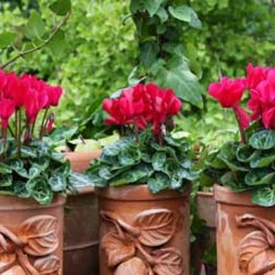 Cyc Heideveilchen Deko 2