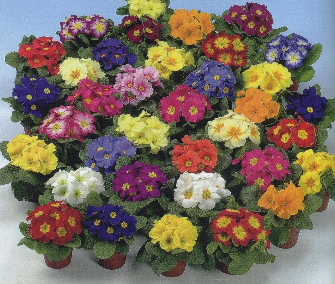 el unistar F1Mischung